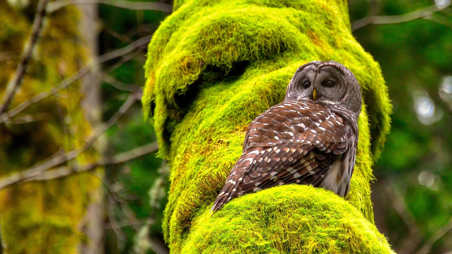 下载开云-_奇才队士气高涨，期待突破_，奇才队的比赛