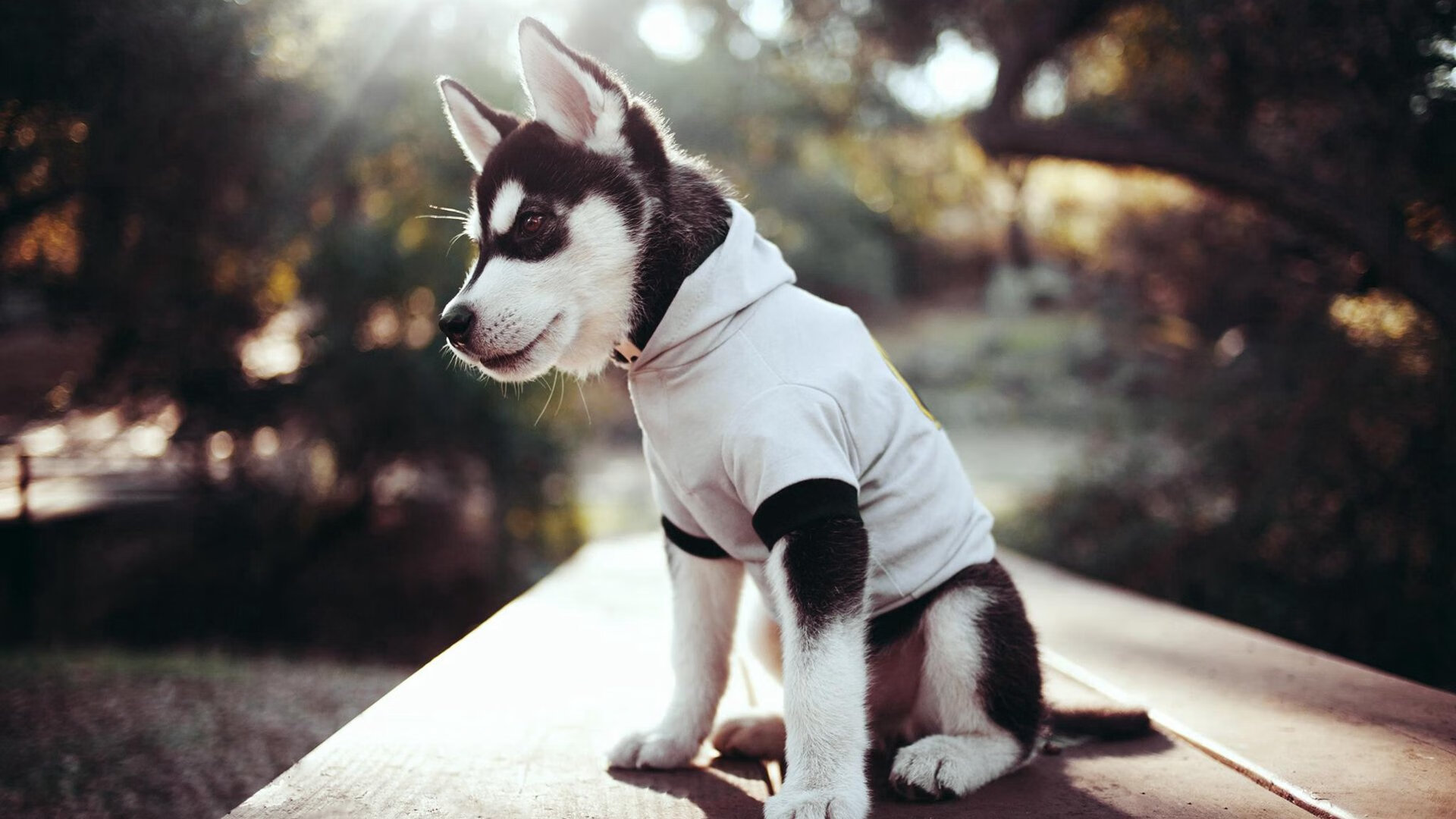 王者荣耀 赛事运营升级助力推广，王者荣耀赛事规则介绍