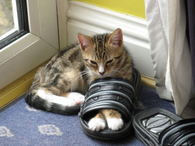 四川金强球队心理调节能力提升，四川金强球员名单