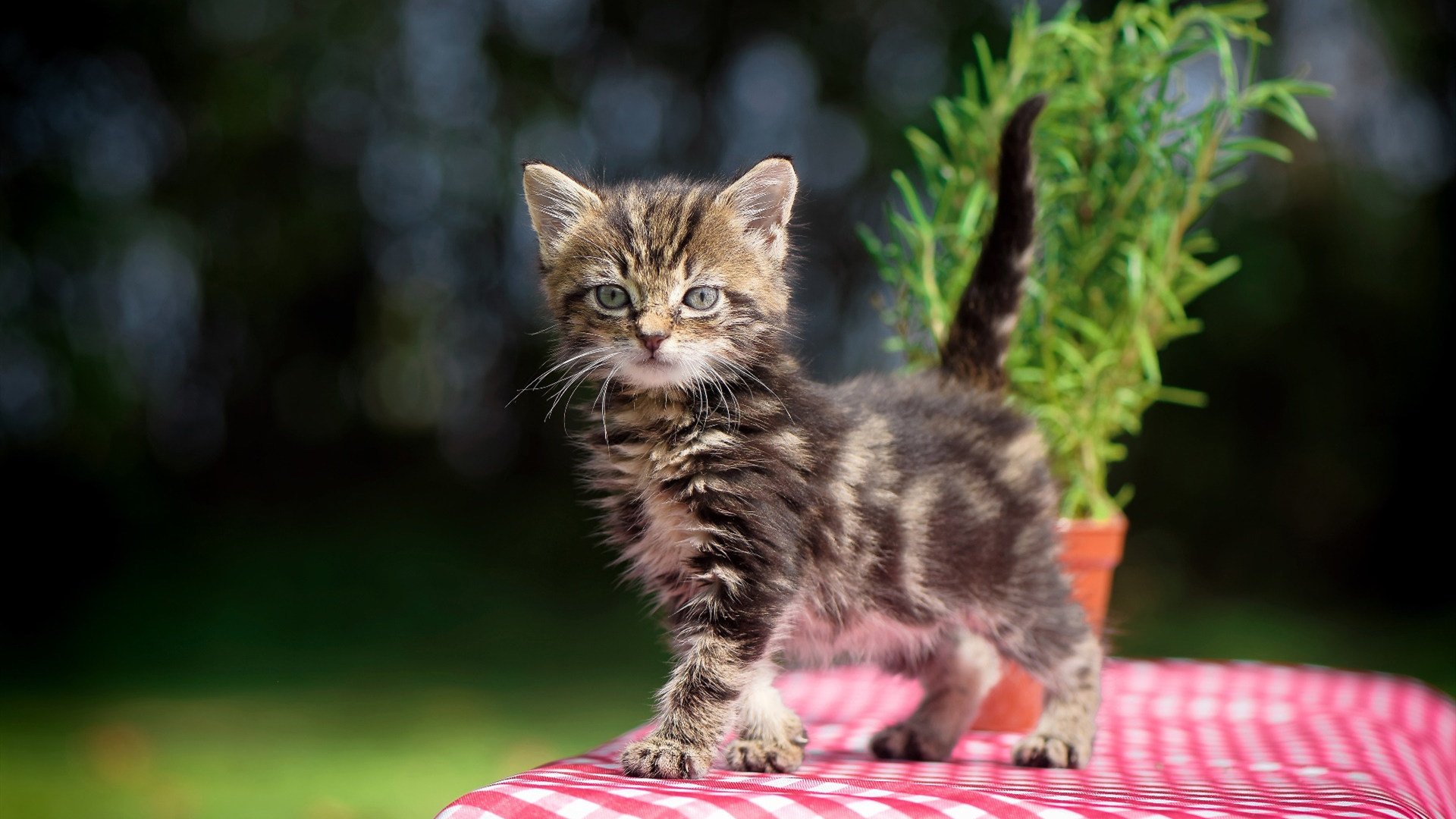 体育产业政策优化建议，优化体育产业结构