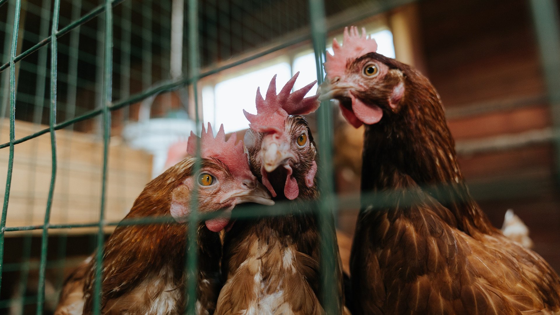 国足场上球员换位效率与执行成功率，国足场地更换