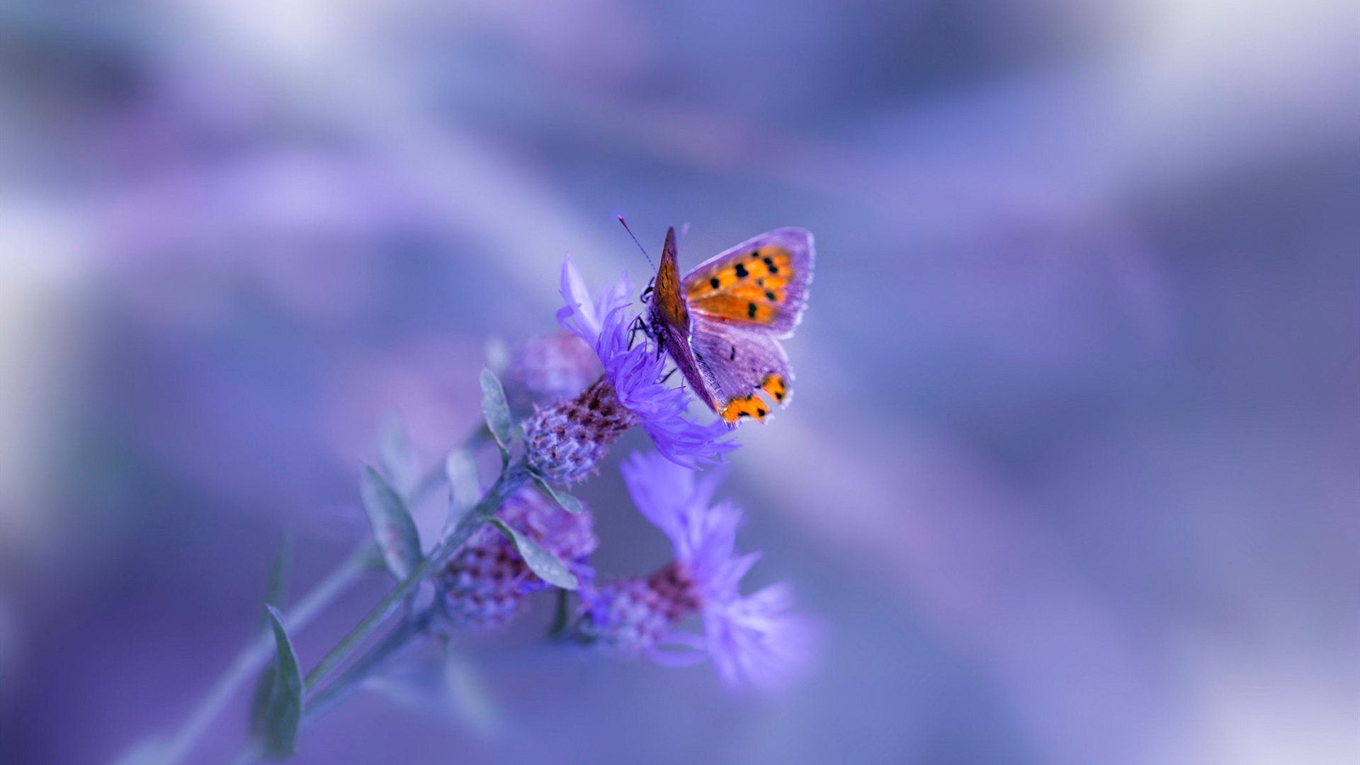 法甲球队利用视频分析优化防守站位与协防效率，法甲球队地理位置